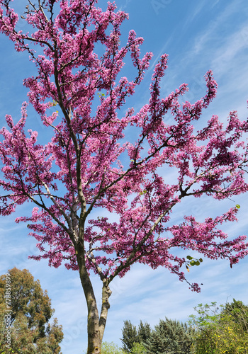 Canvas Print Blooming redbud tree ( Cercis siliquastrum) in april