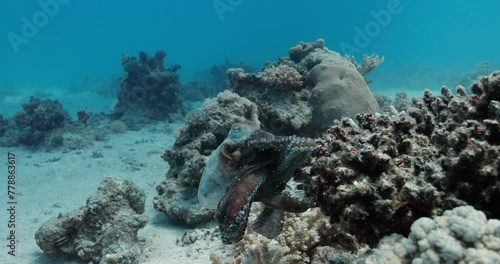 Wallpaper Mural Dazzling color changing octopus hustle with his limbs. Torontodigital.ca
