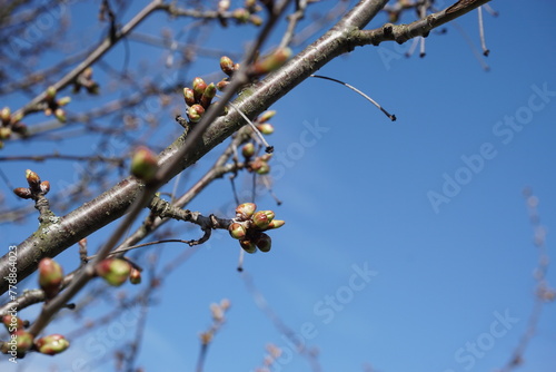 Close-up of tree branch with green buds, tree buds against blue sky