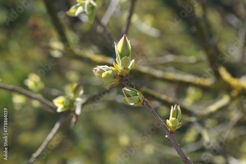 Close-up of a tree branch with green buds, new growth on a tree branch in springtime