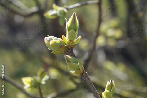 Close-up of a tree branch with green buds, new growth on a tree branch in springtime