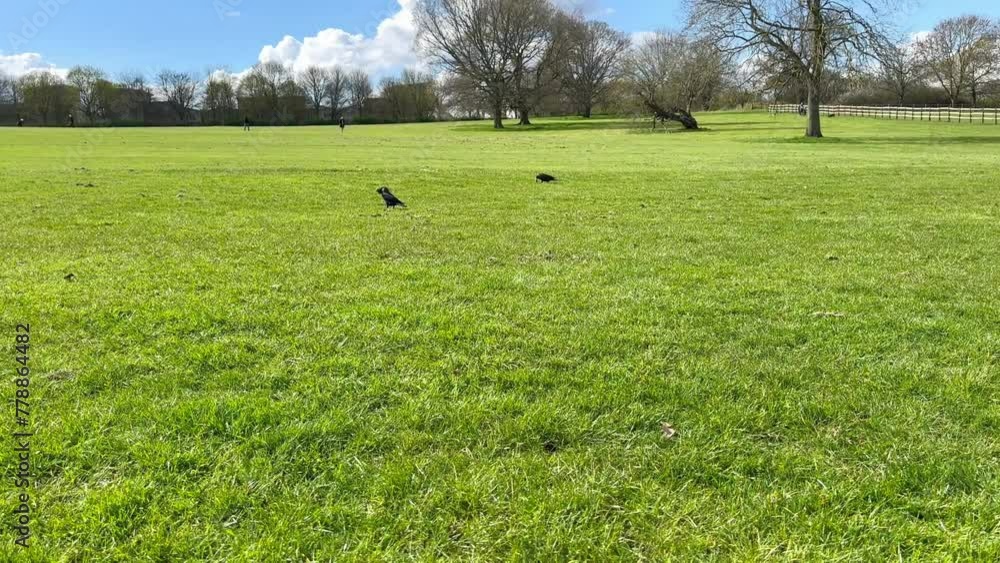 Crows on green grass on a farm in England Crows on green grass on a farm in England