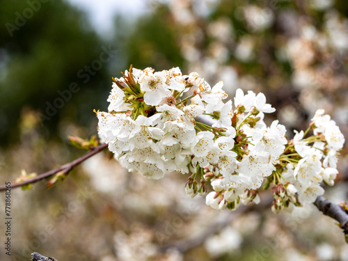 Sakura flower. Spring cherry branch with pink flowers and leaves on the blurred background.Cherry blossoms in the park are in bloom. The scientific name is Cerasus lannesiana Carriere, 1872 Kawazu-zak