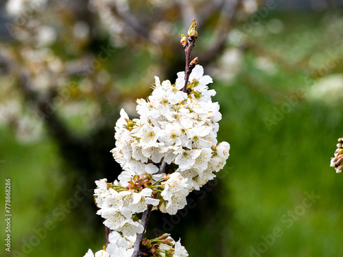 Sakura flower. Spring cherry branch with pink flowers and leaves on the blurred background.Cherry blossoms in the park are in bloom. The scientific name is Cerasus lannesiana Carriere, 1872 Kawazu-zak photo