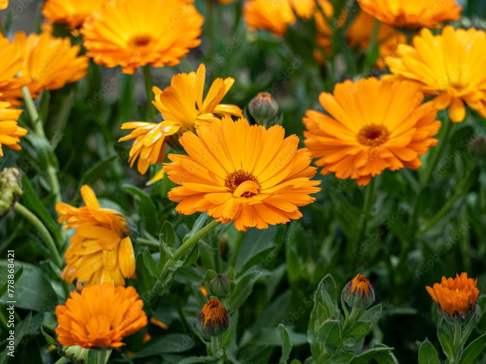 orange flowers in the garden orange flowers in the garden