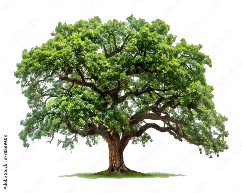 green tree isolated on on transparent background green tree isolated on on transparent background