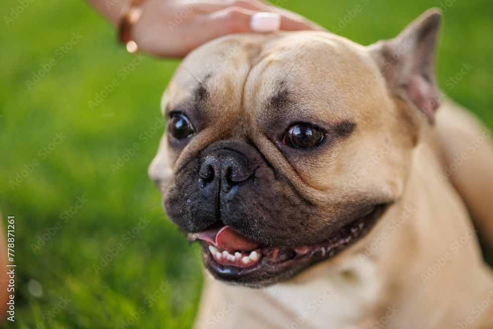 Portrait of adorable, happy dog of the French Bulldog breed in the park on the green grass at sunset.