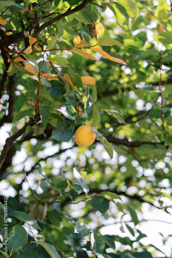 Orange persimmon hangs on a branch among the leaves of a tree beginning to turn yellow in the garden