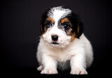 small black and white puppy on a black background