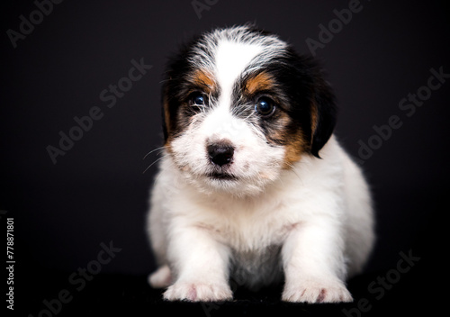 small black and white puppy on a black background