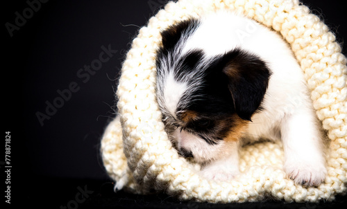 little puppy hiding in blankets