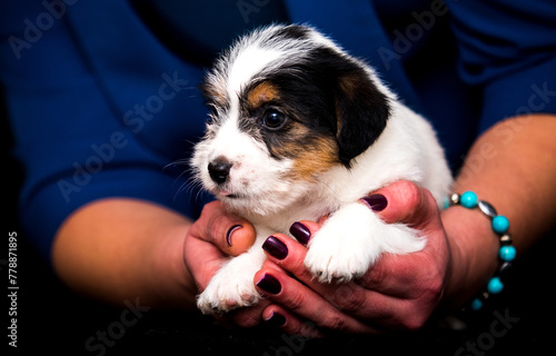 puppy shows tongue on human hands