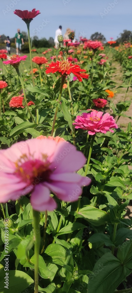 pink flower in the garden