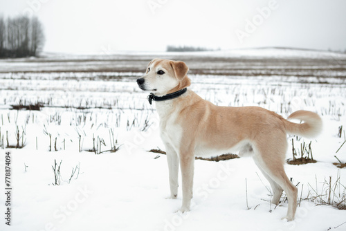 Homeless dog in winter. Portrait of a mixed breed mongrel of beige color. 