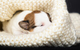 small newborn puppy lies in a knitted blanket