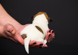 small newborn puppy backwards in human arms
