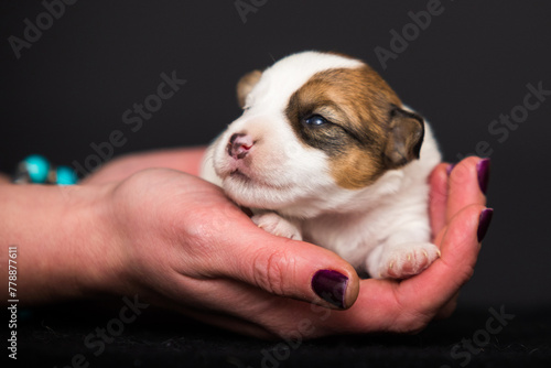 small newborn puppy in human hands