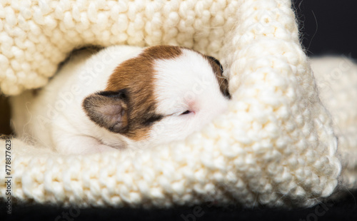 small newborn puppy lies in a knitted blanket
