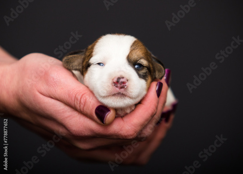 small newborn puppy lies on human hands
