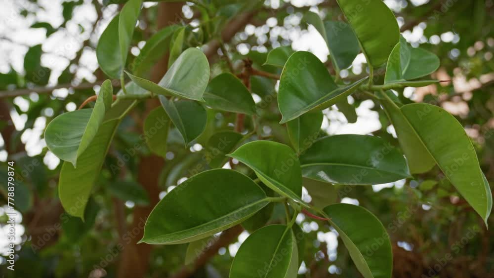 Close-up of green ficus elastica leaves, commonly known as rubber plant, in murcia, spain, highlighting its glossy foliage. Close-up of green ficus elastica leaves, commonly known as rubber plant, in murcia, spain, highlighting its glossy foliage.
