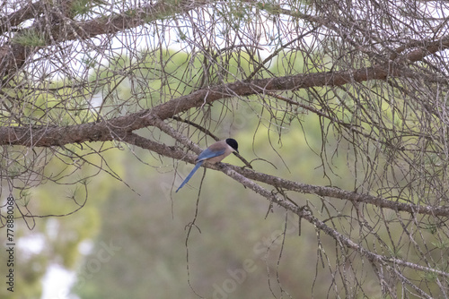 Blauelster, Cyanopica cooki photo