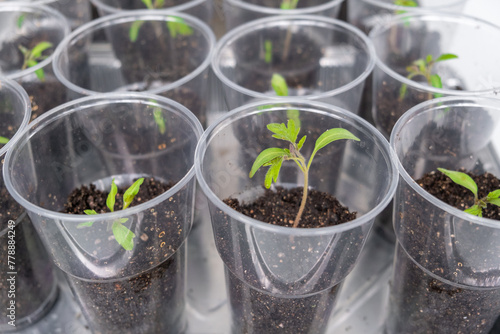 Group of tomato seedlings in plastic glasses on windows sill. Close-up of seedlings of green small thin leaves of a tomato plant in a container growing indoors in the soil in spring. 
