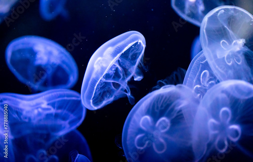 Blue jellyfish swim in the sea on a black background © schankz