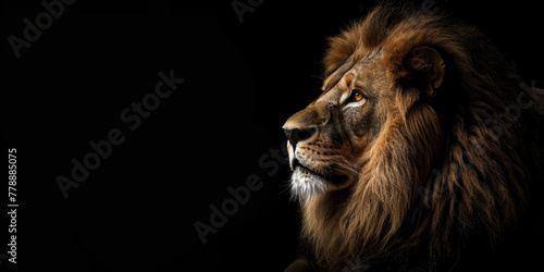 Portrait of a male lion isolated on black background © britaseifert