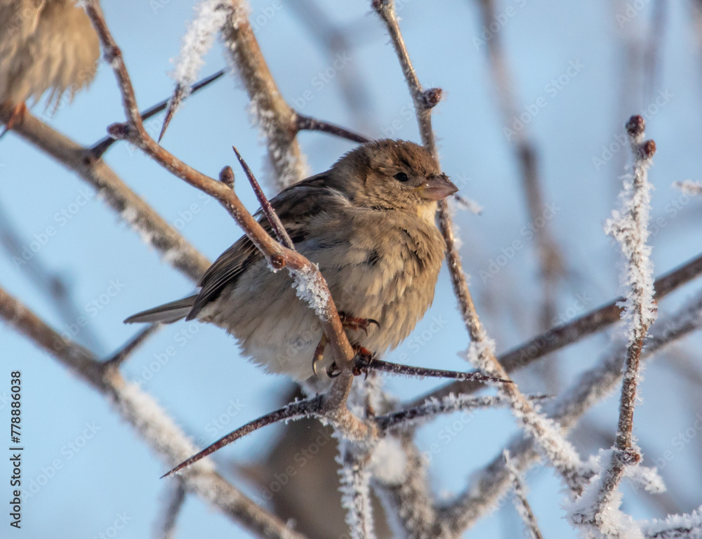 Sparrows on snowy tree branches in winter Sparrows on snowy tree branches in winter