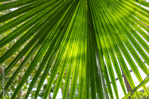 Palm leaf fan  streaked green  sunlit