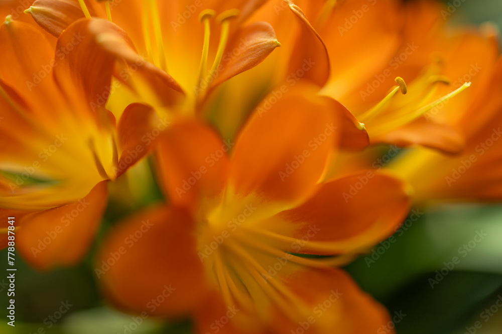 Obraz premium Cluster of vibrant orange lilies, summer bloom.