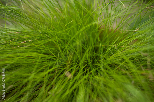 Lush green grass, dynamic and blurred edges.