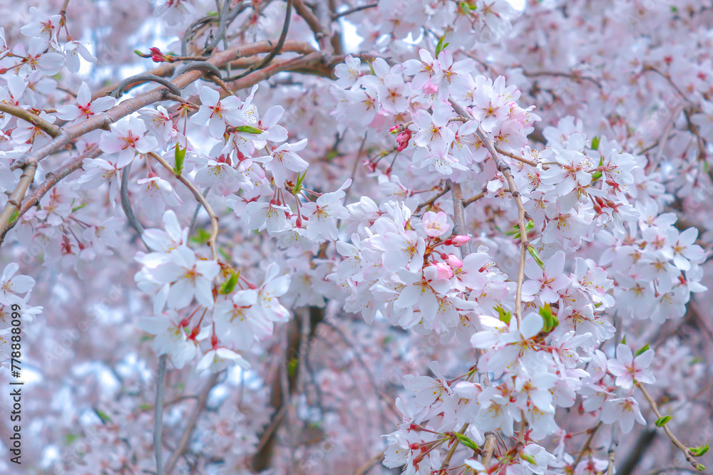Horizontal shoot White cherry blossom .