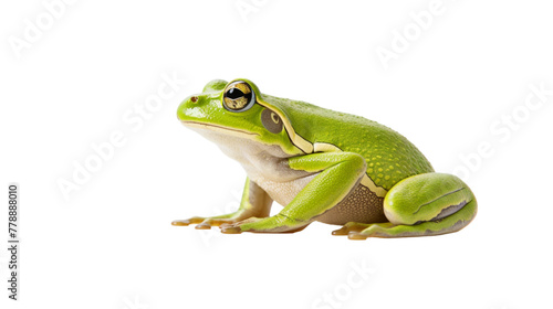 frog solitary against a white backdrop 