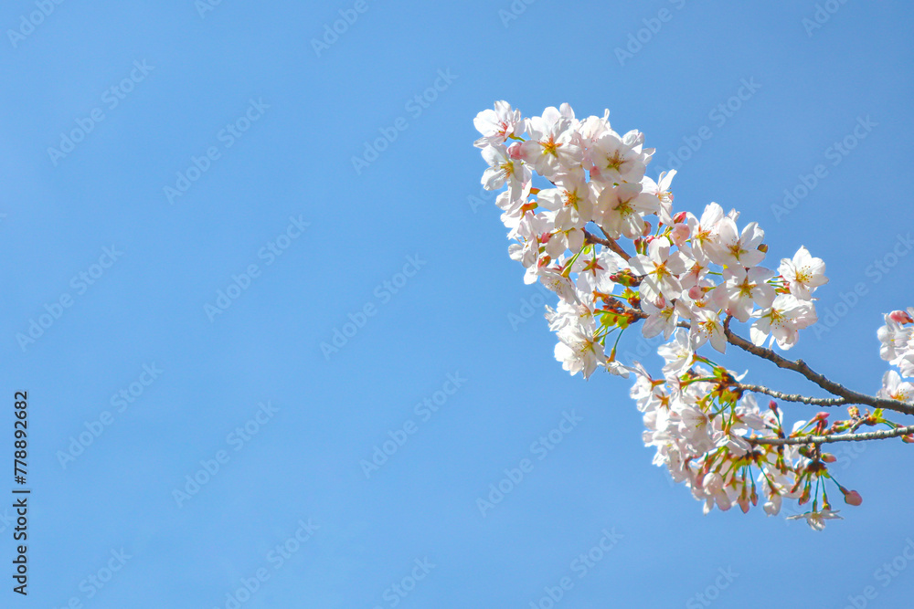 Pink cherry blossom or sakura with blue sky background
