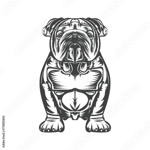 bull dog vector illustration design template white background