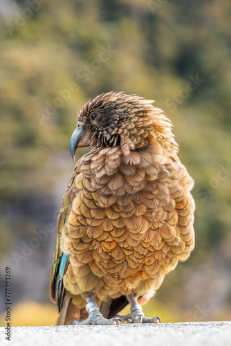 Curious Kea perched in the wild, encapsulating the spirit of New Zealand's majestic alpine fauna photo