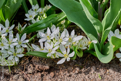 beautiful white Ornithogalum Balansae between the tulip leaves photo