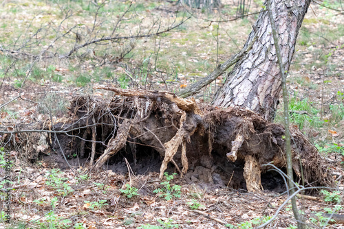 A fallen old tree in the forest.