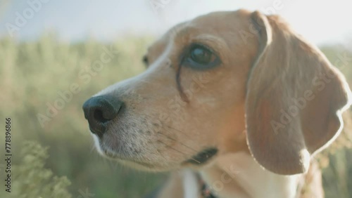 Adult beagle dog on the field. Close up of beagle dog. Beagle dog in the wild sitting in the sun 