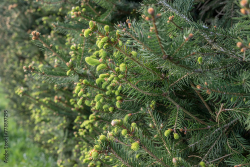 Fresh buds on fir branches in spring