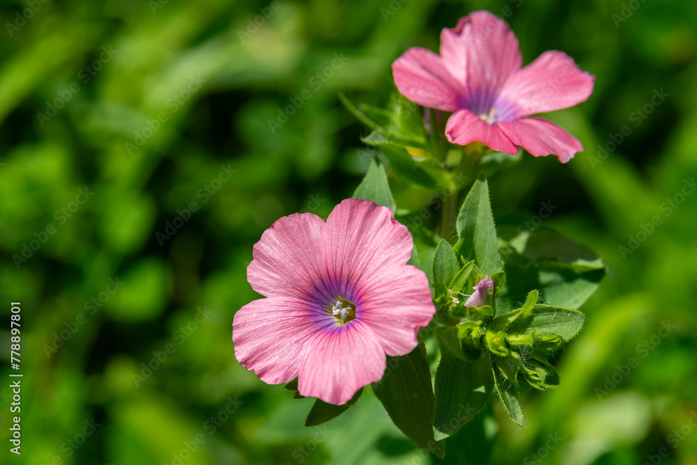 Pink and violet shiny wildflower Linum pubescens, Hairy Pink Flax growing in Israel
