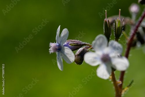 Close up of the very small blue wildflower Anchusa common names common bugloss or alkanet blooming in woodlands in Israel. 