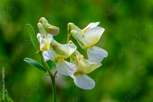 Close up of the yellow and white flower of Lathyrus laevigatus common name Yellow Pea, Yellow Vetch growing in Ramat Menashe Park in Israel.
 photo