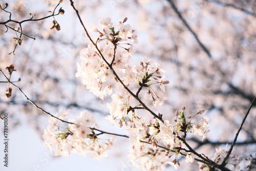 cherry blossoms    