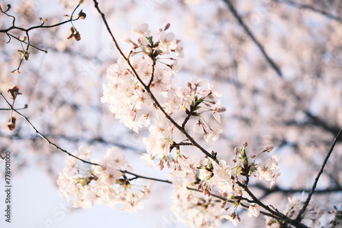 cherry blossoms 桜 © Morita