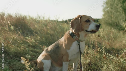 Adult beagle dog on the field. Close up of beagle dog. Beagle dog in the wild sitting in the sun 