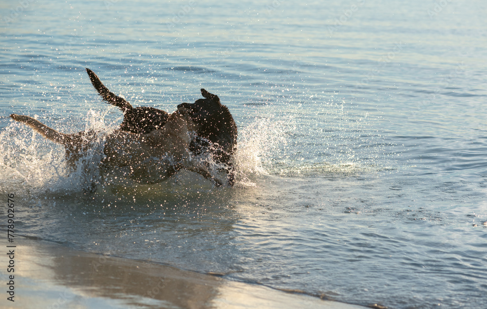 Obraz premium Dog running and playing at the beach