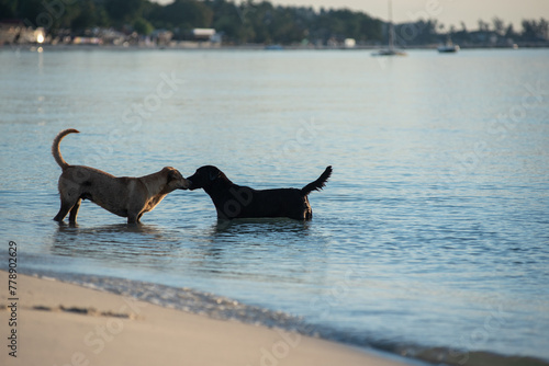 Dog running and playing at the beach © saksuvan