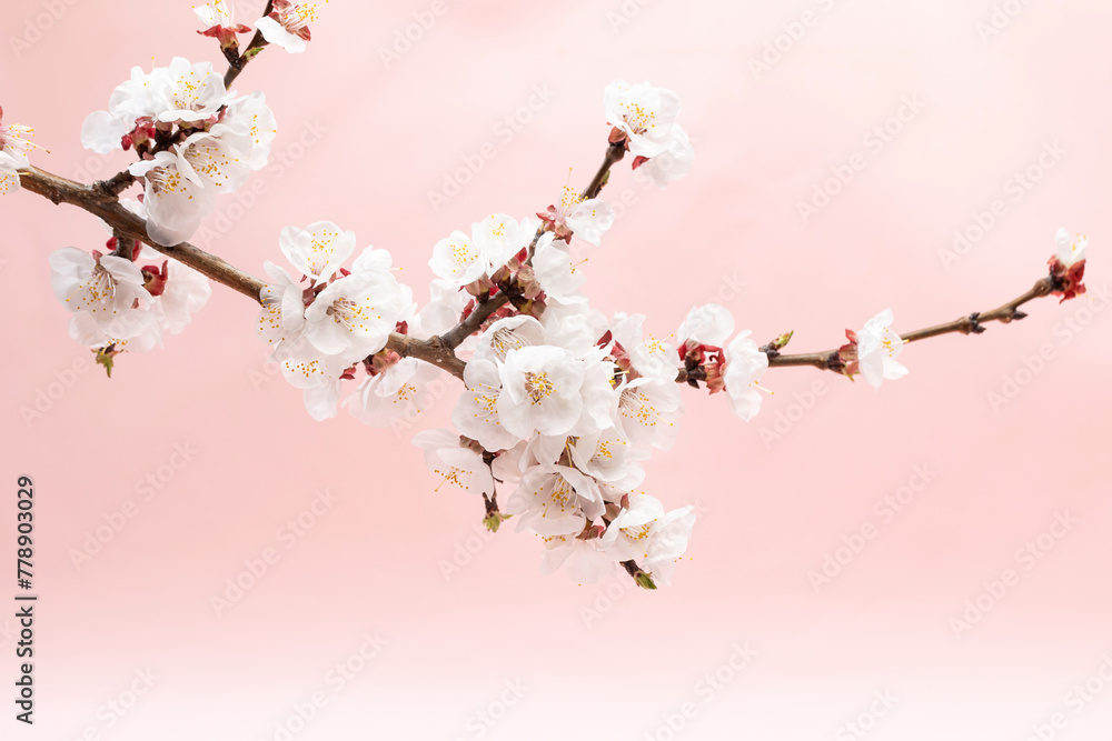Fototapeta premium Apricot blossoms in full bloom